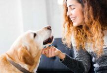 The best brands of CBD oil products for dogs